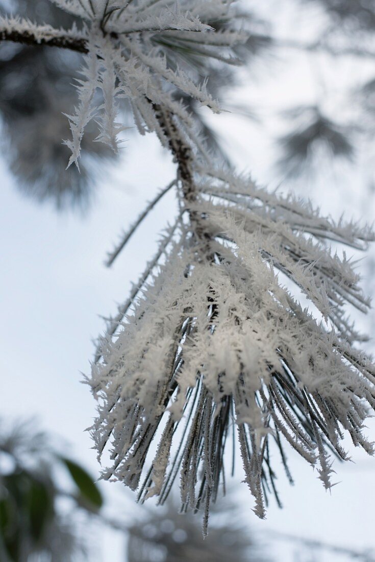 Ice crystals on pine branch
