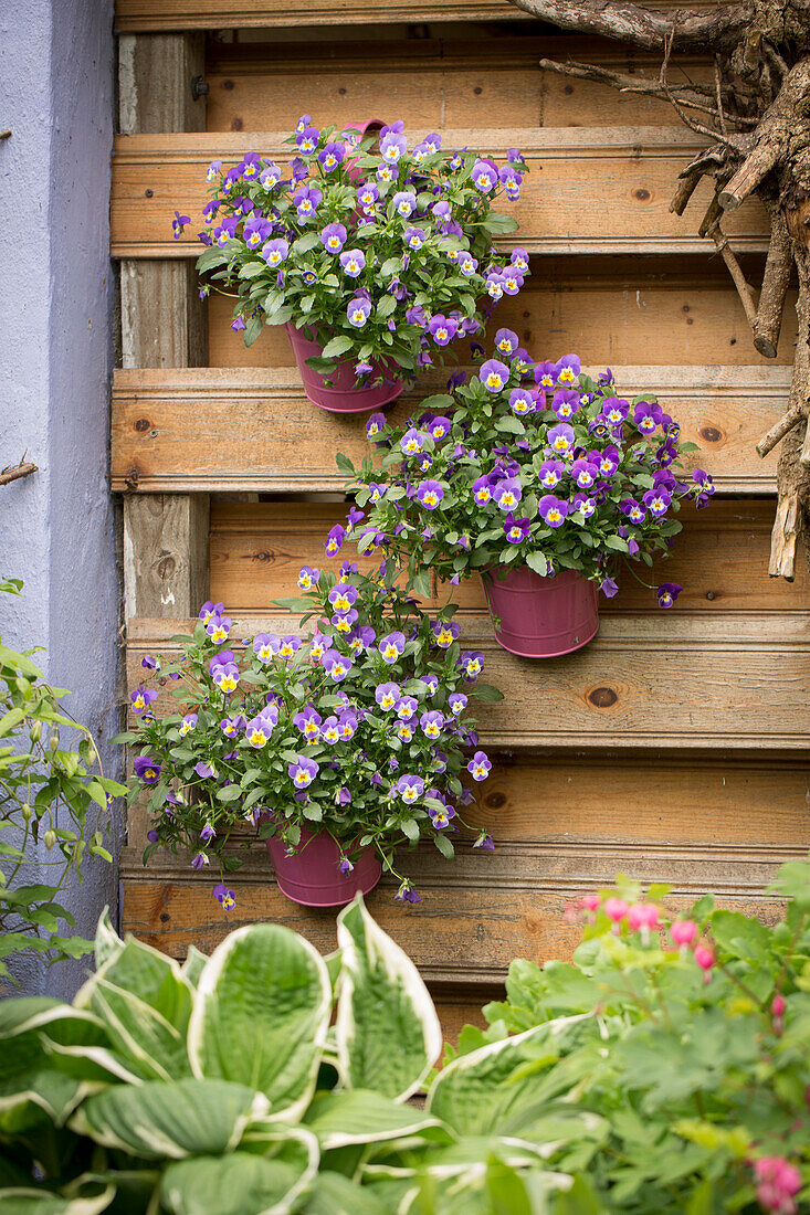 Potted violas hung on screen