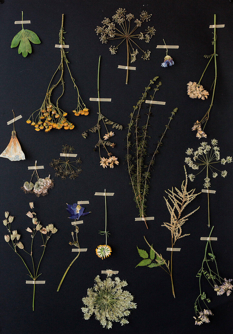 Pressed plants and flowers mounted on black background