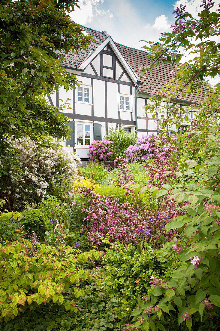 Blick durch Gartensträucher auf Fachwerkhausfassade