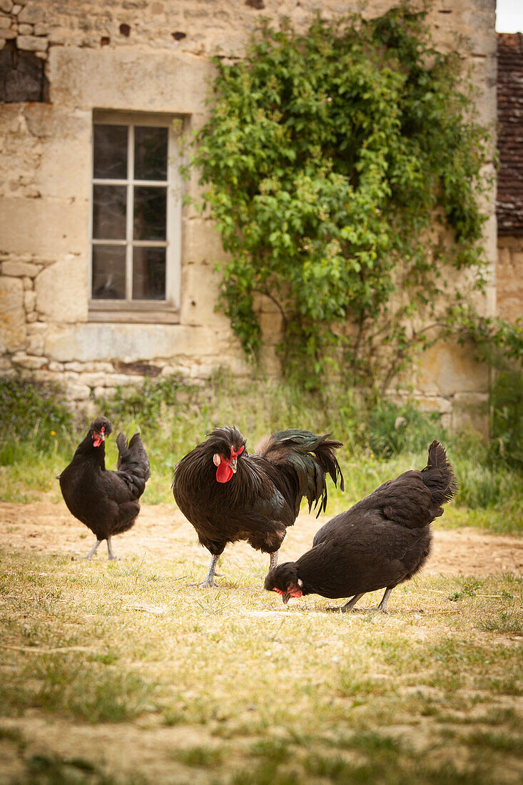 Schwarzer Hahn und Hühner vor einem alten Steinhaus