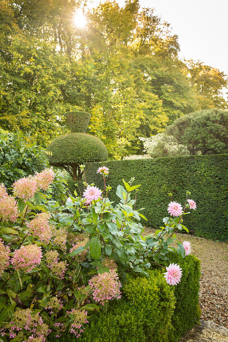 Hortensien und Dahlien in Formschnittgarten (Les Jardin de Castillon, Frankreich)