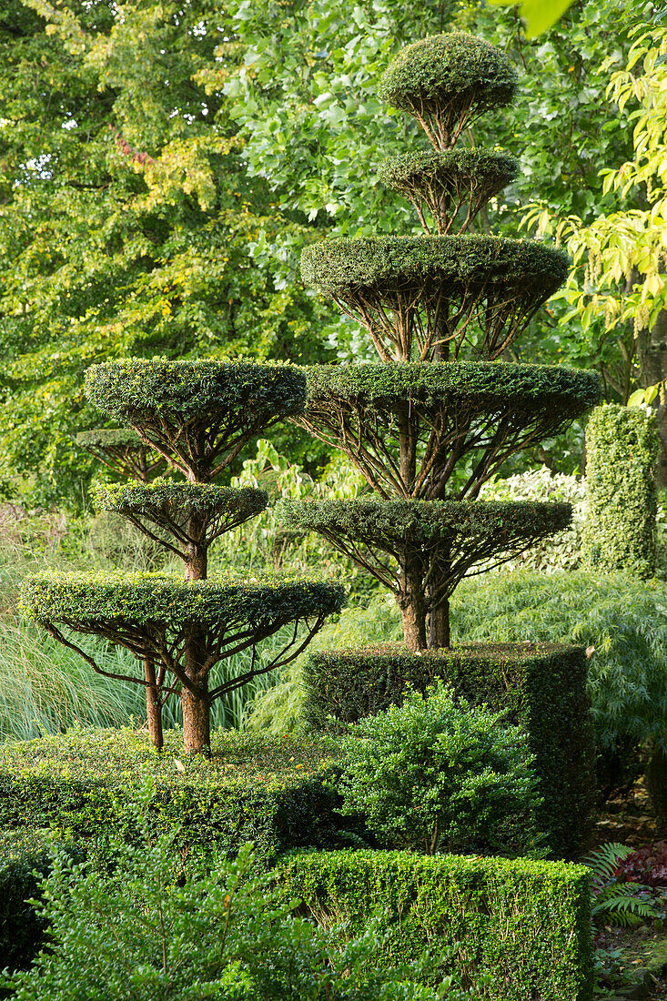 Topiary garden (Les Jardin de Castillon, France)