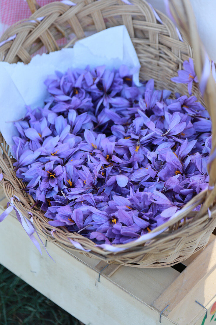 A basket of saffron flowers