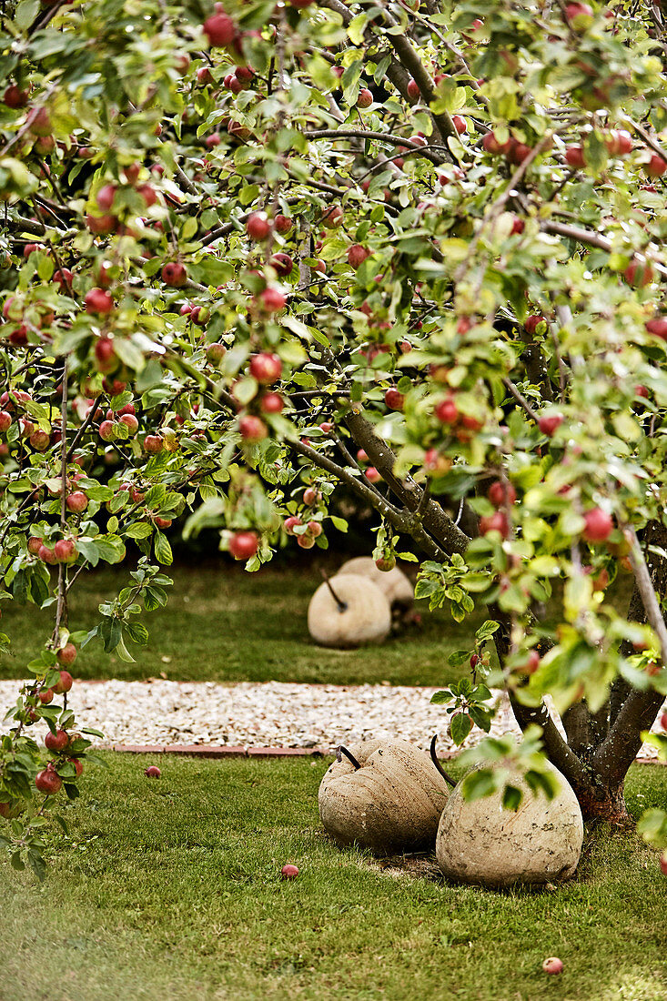 Deko-Äpfel aus Stein unter Apfelbäumen in der Obstwiese