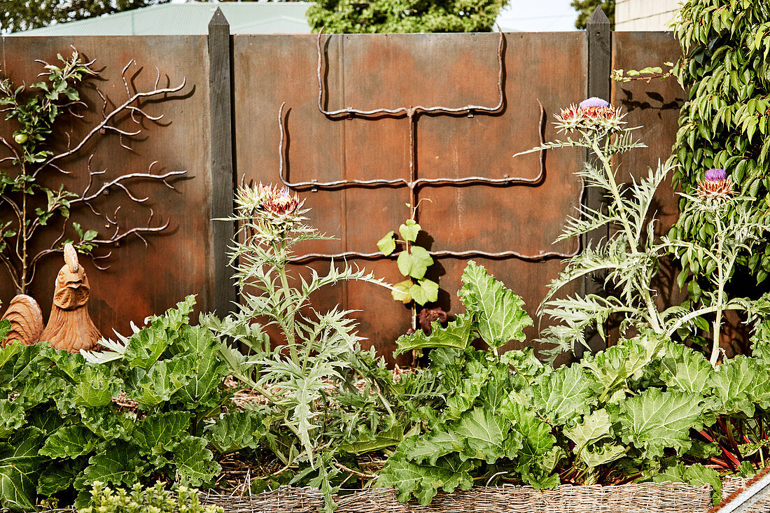 Bed of thistles and rhubarb in front of a metal wall with trellises