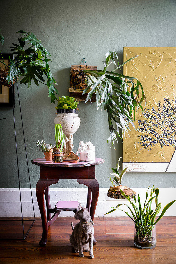 Plants against and on wall, on side table and on floor