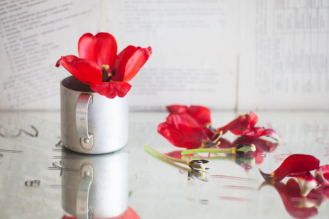 Red tulip in metal mug next to scattered petals and stems