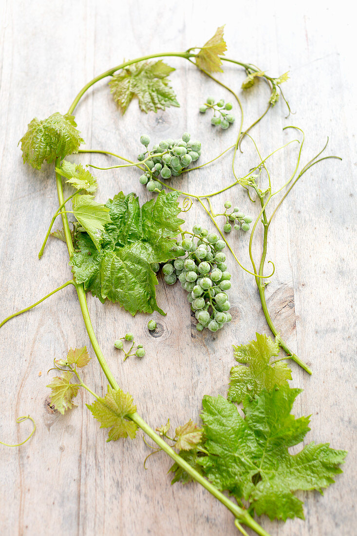 Vine tendril with green grapes on wooden table