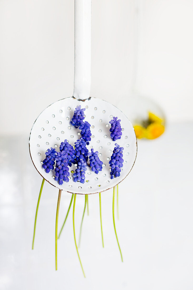 Grape hyacinths stuck through holes of vintage, perforated enamel spoon with dandelion in background