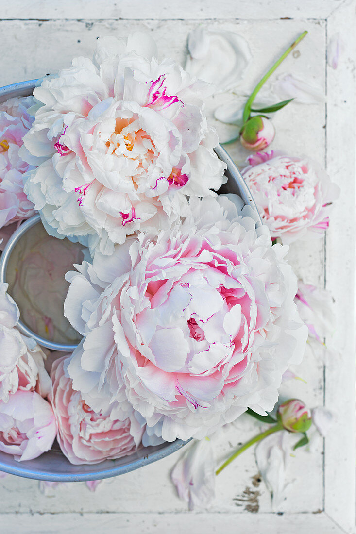Peony flowers and buds in old Bundt tin on shabby-chic surface
