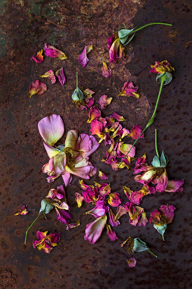 Overblown roses and rose petals on rusty surface