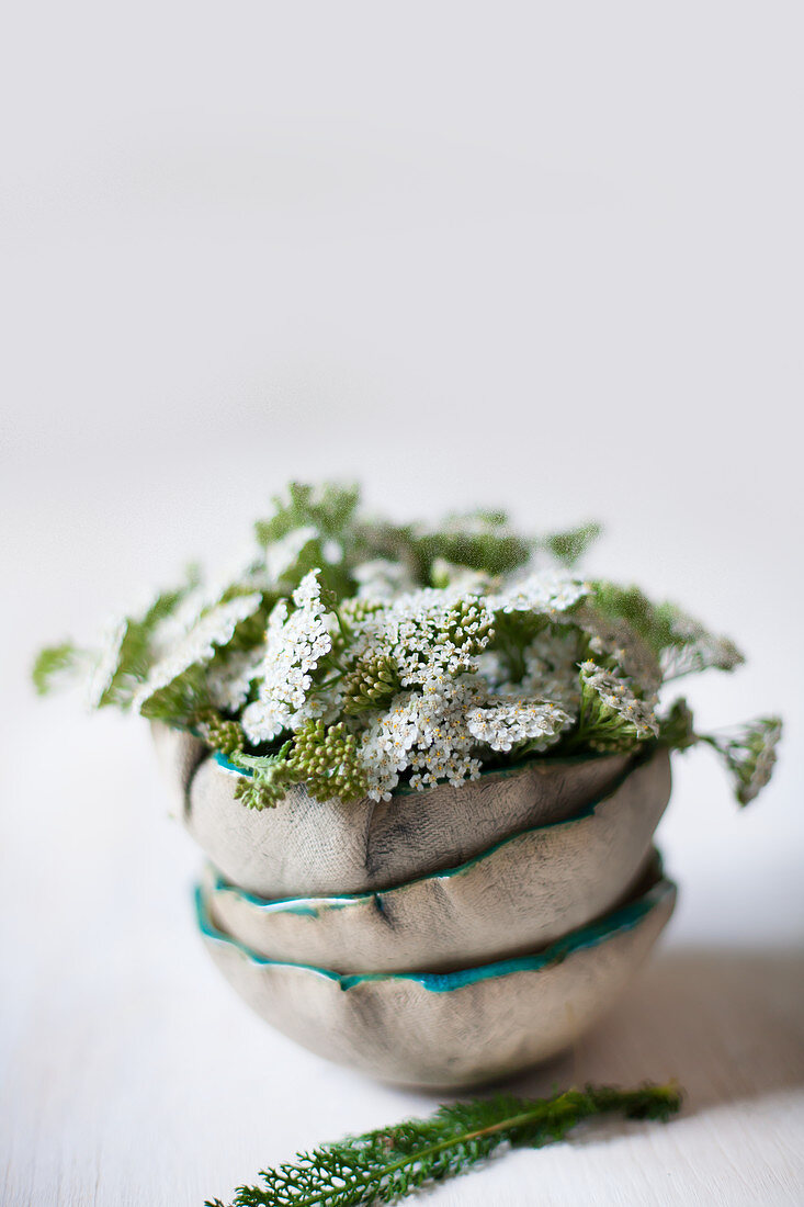 Yarrow in stack of bowls with ruffled rims
