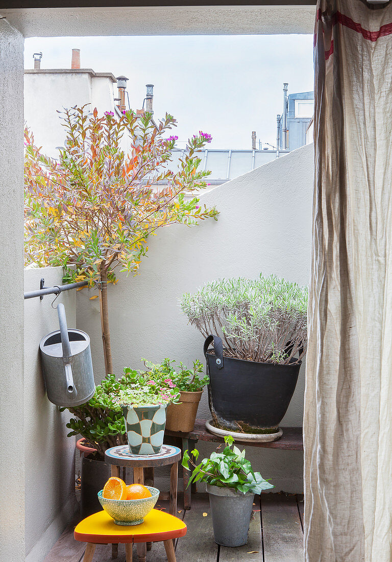 Plants on tiny city balcony with view of roofscape