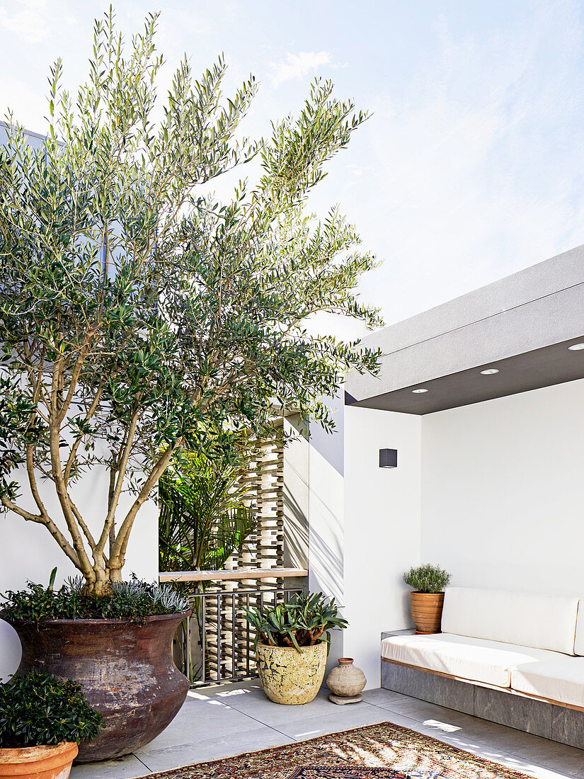 Olivenbaum auf der Dachterrasse in marokkanischem Stil