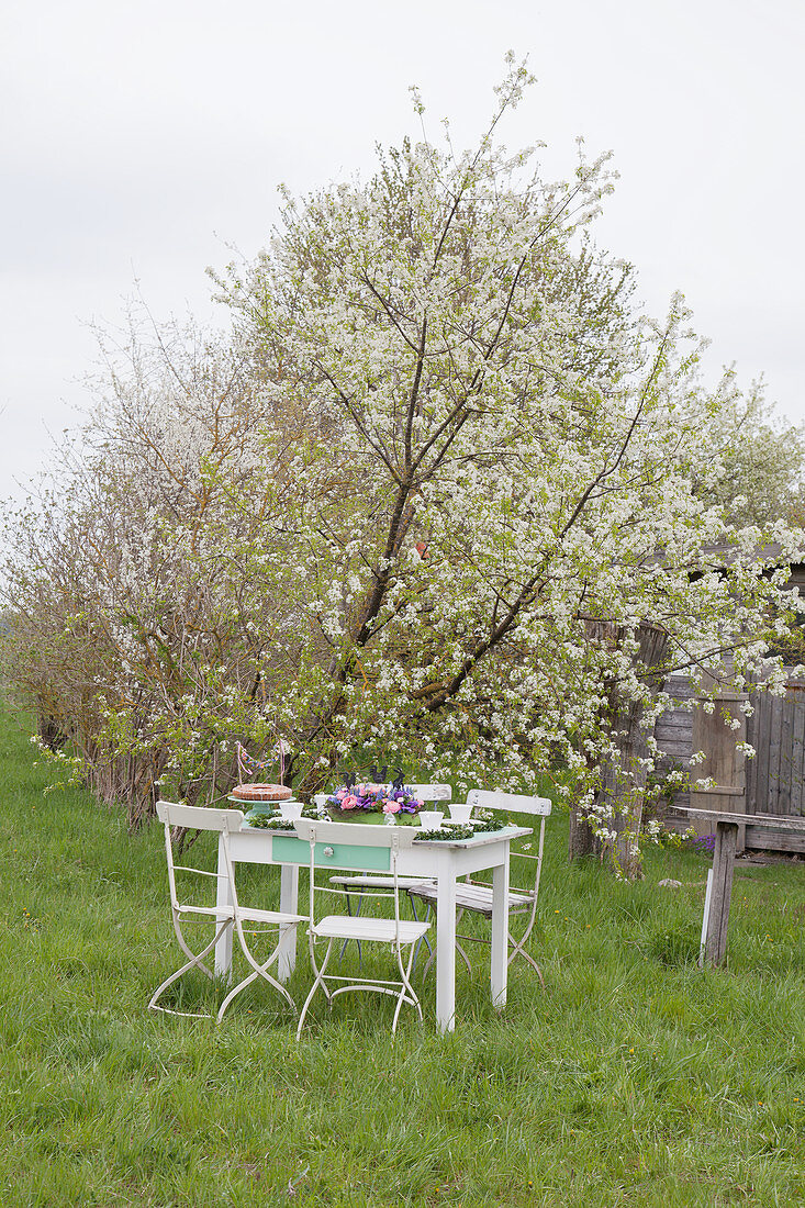 Festlich gedeckter Tisch unter dem blühenden Apfelbaum im Garten