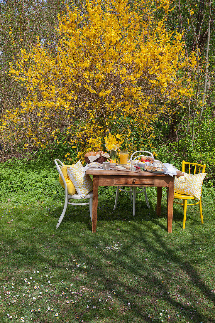 Fürs Osterfrühstück gedeckter Tisch vor einer Forsythie im Garten