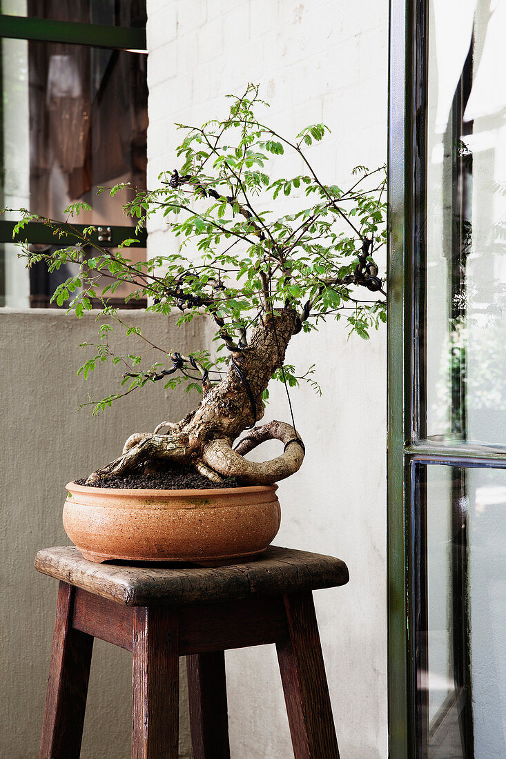 Bonsai tree in terracotta pot on wooden stool