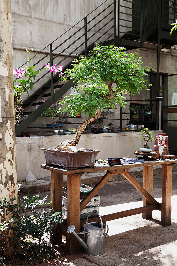 Großer Bonsaibaum auf einem Pflanztisch im sonnigen Innenhof