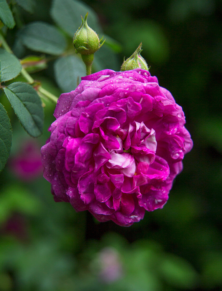 Pinkfarbene Rose im Garten