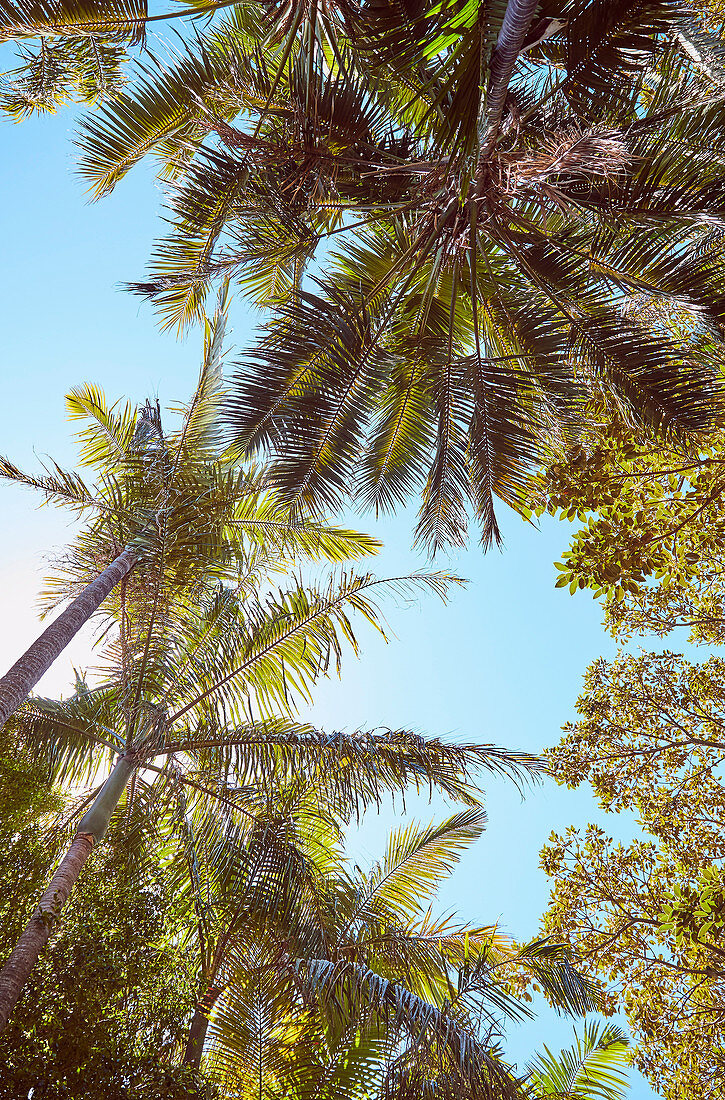 Blick von unten auf Palmen unter blauem Himmel