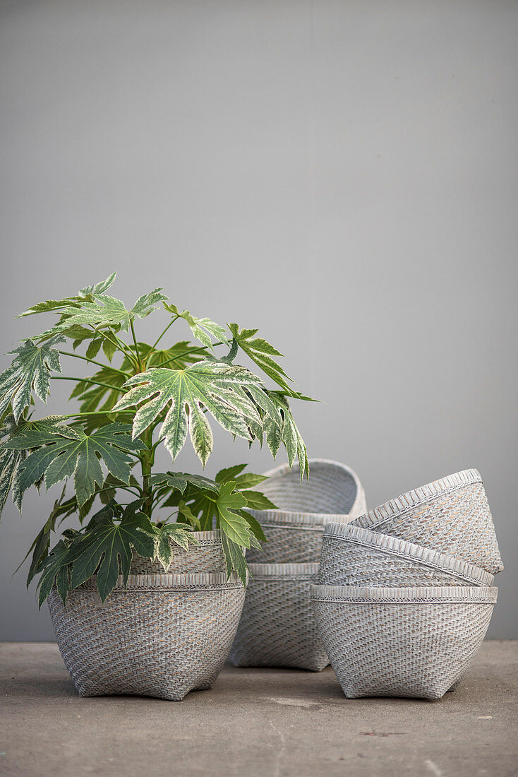 Potted aralie in stacked basket against grey wall