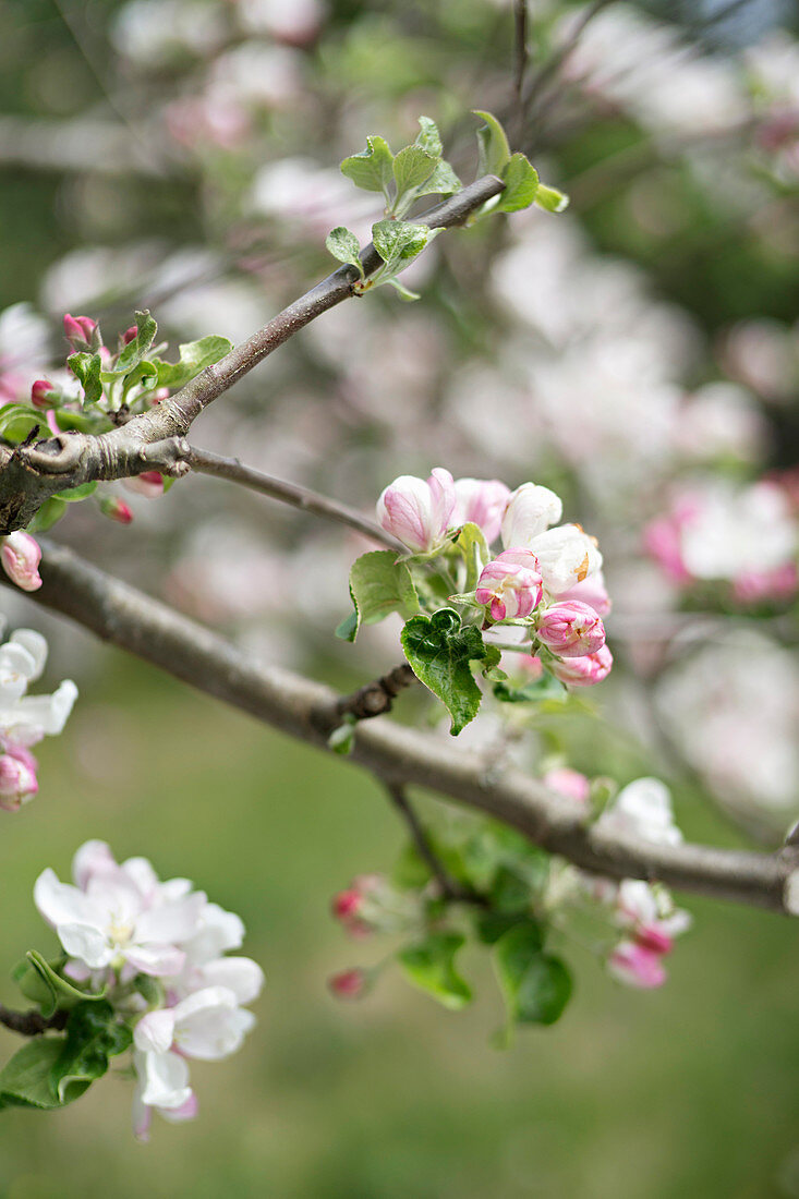 Blossom on branch of fruit tree