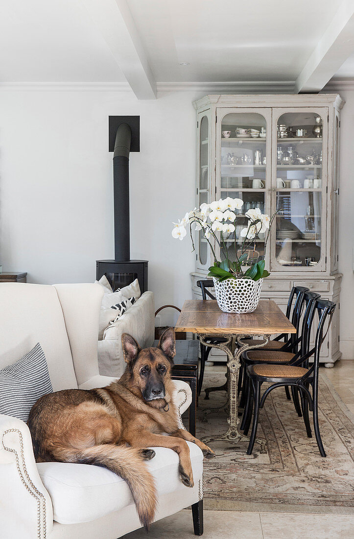 Alsation dog on white armchair in front of dining table and bistro chairs