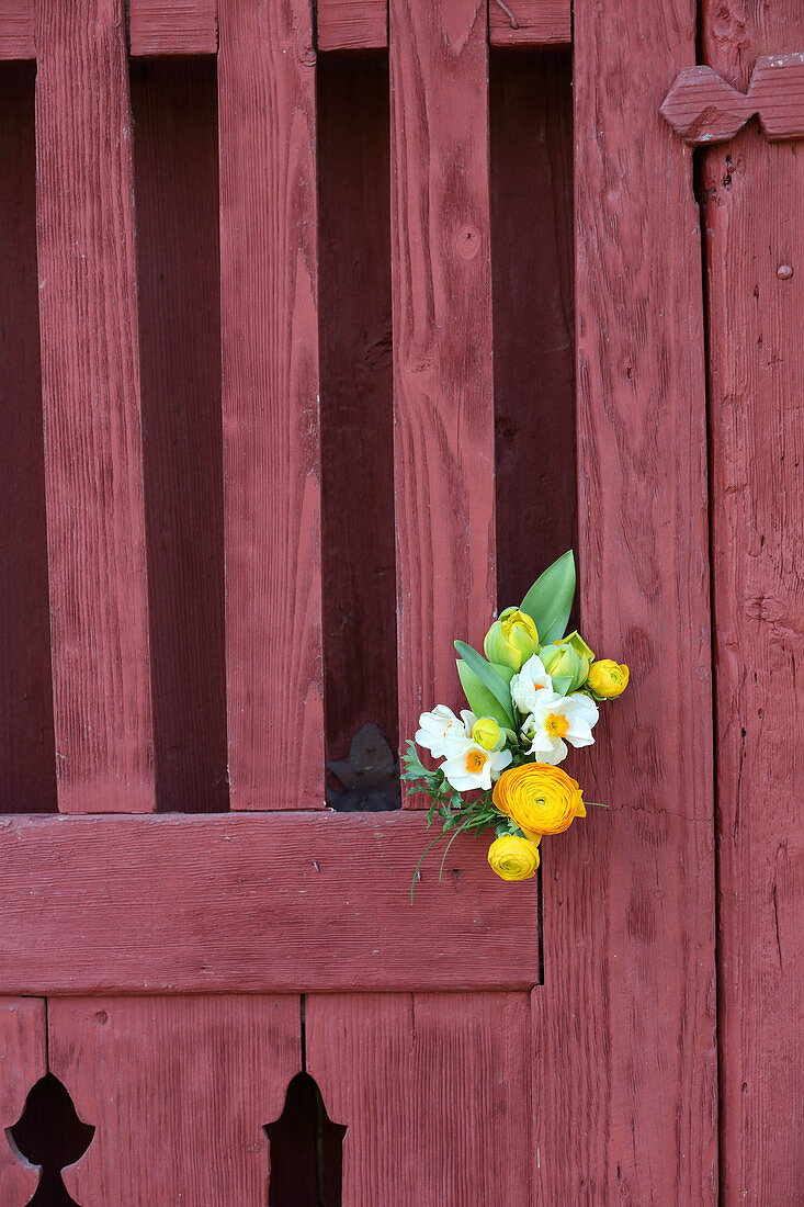 Posy of tulips, ranunculus and cream narcissus on gate