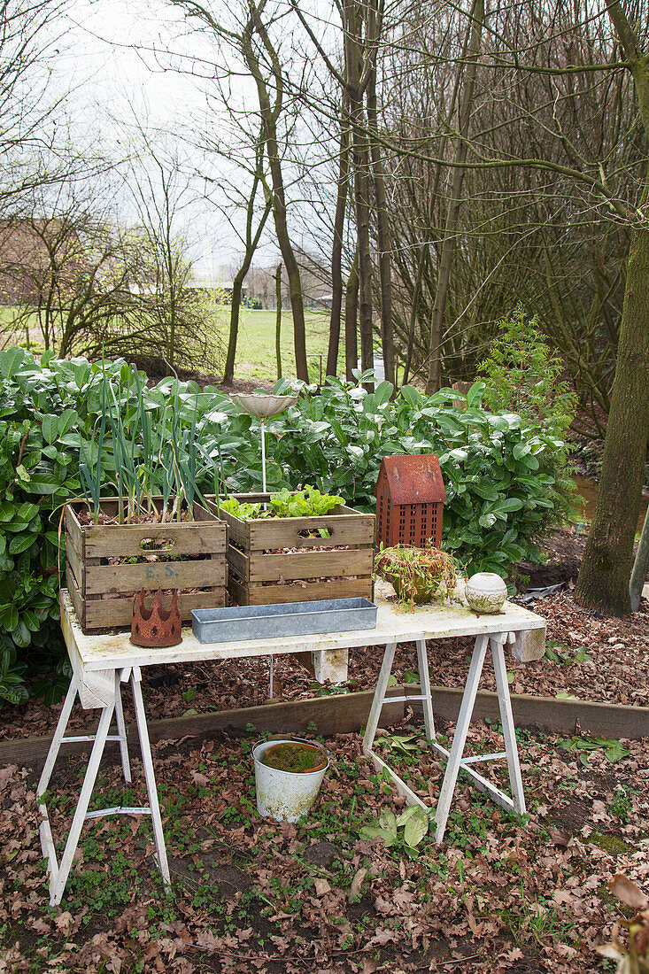 Miniature vegetable patch in wooden crates