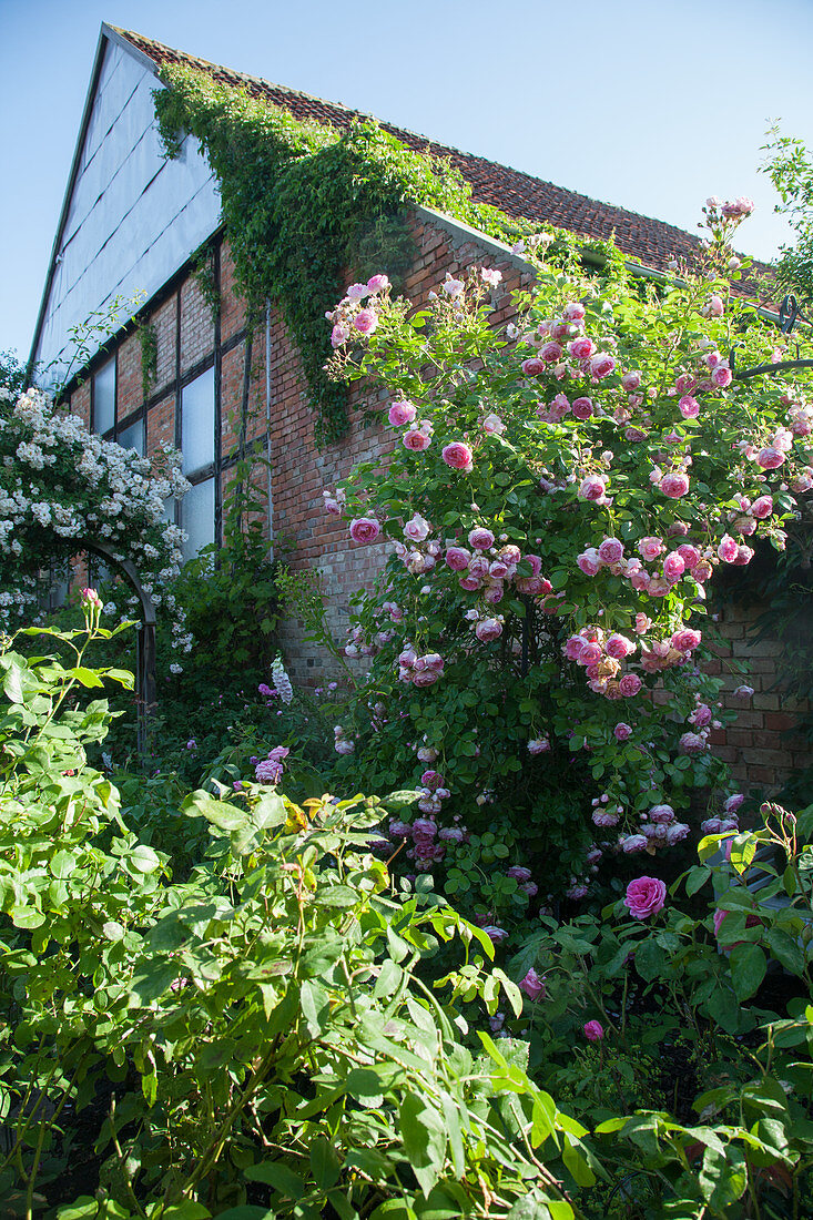 Altes Backsteinhaus umgeben von blühenden Rosen