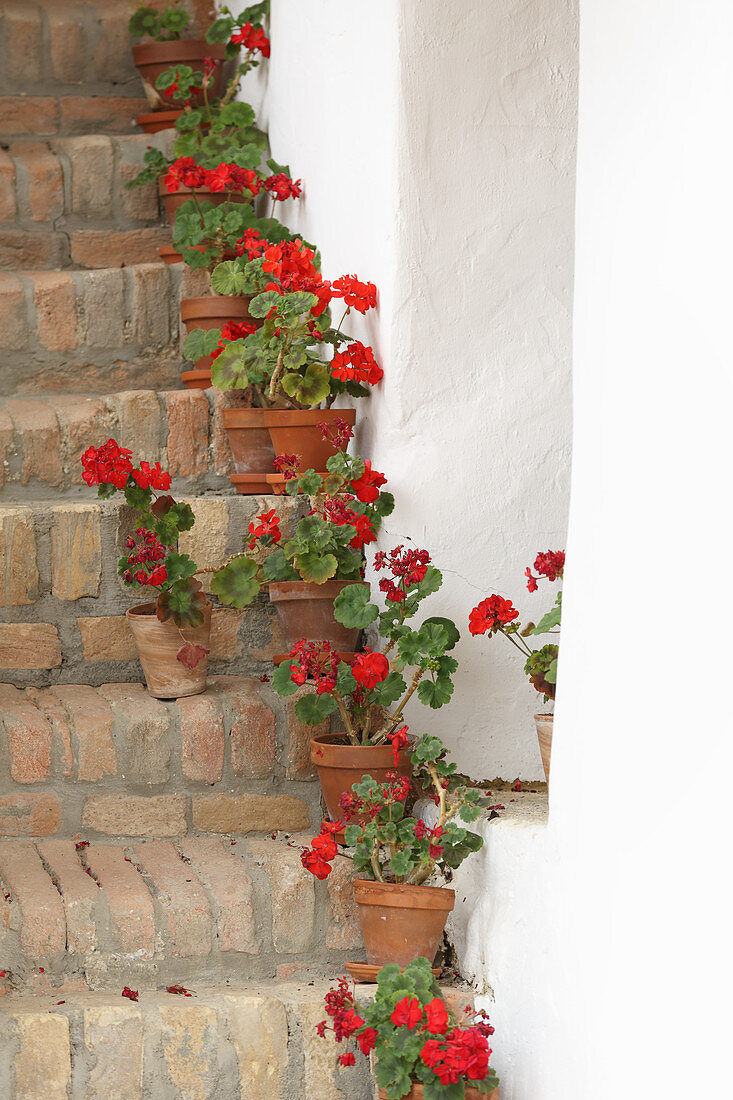 Potted geraniums on old brick steps