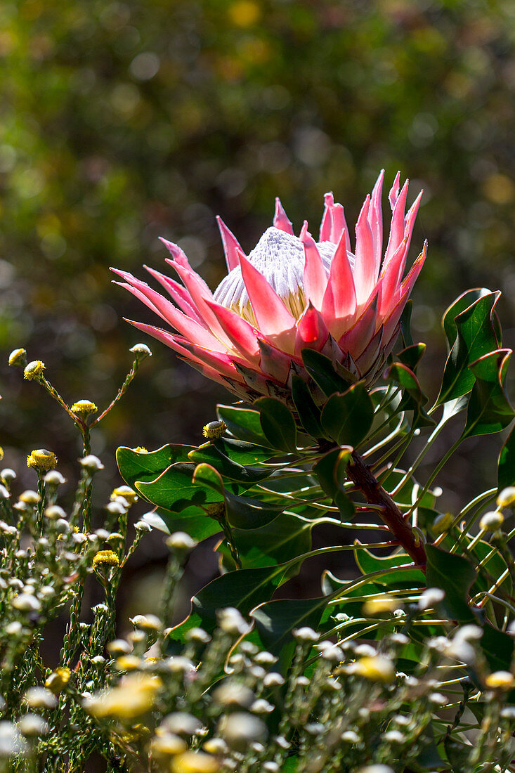 Protea flower in garden