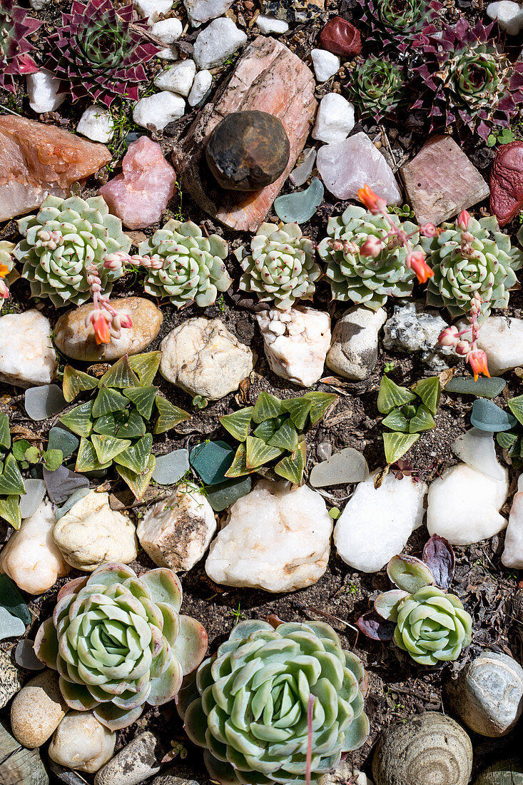 Rock garden with succulents and pebbles arranged in rows