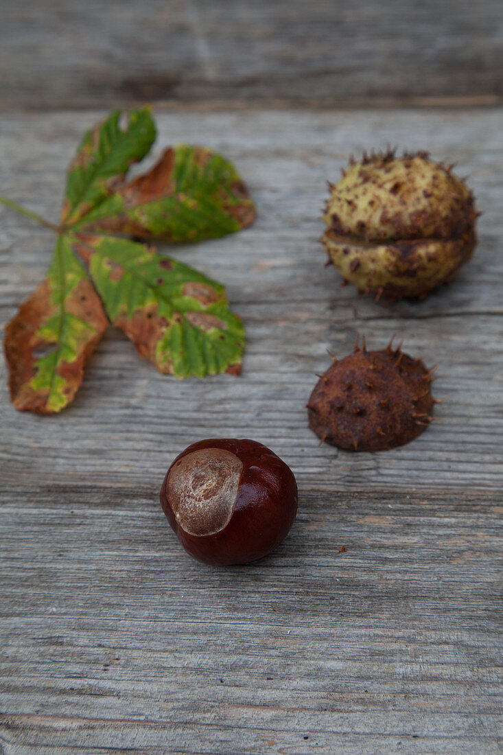 Horse chestnuts, horse chestnut leaf and horse chestnut capsule