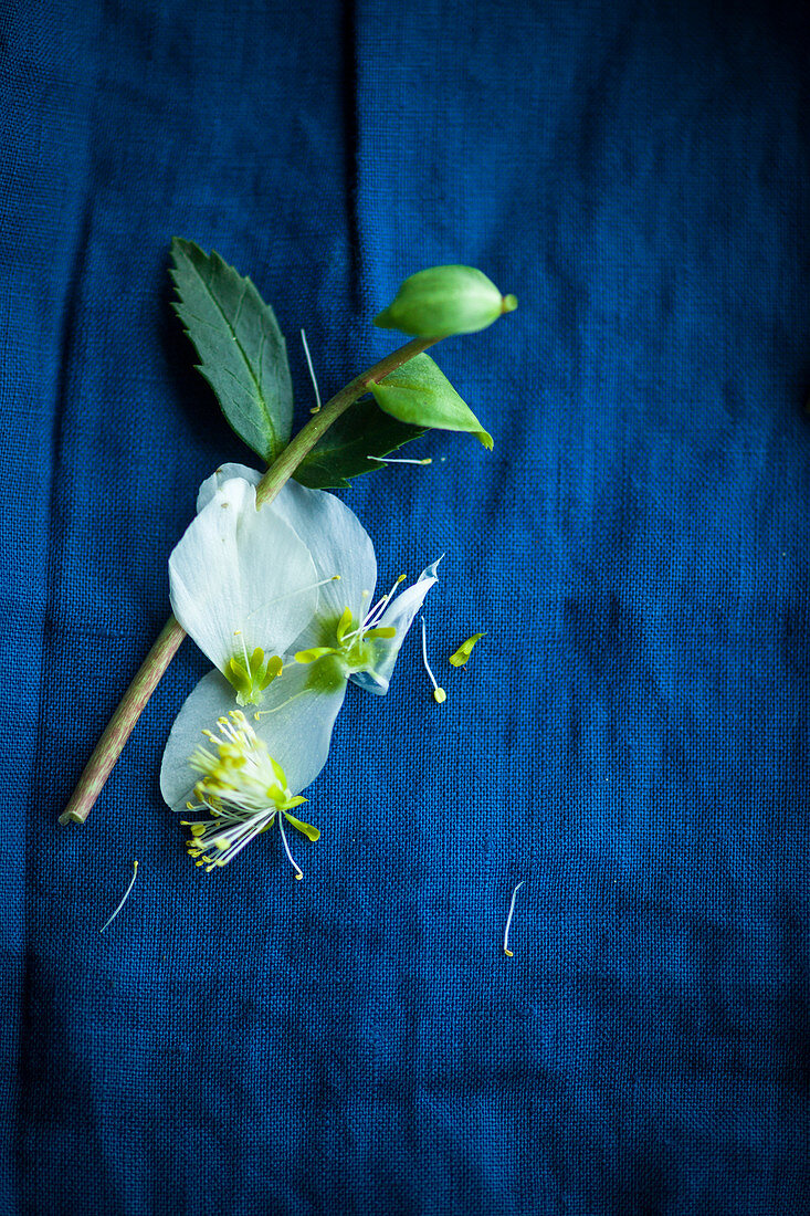 Hellebore with dropped petals on blue surface