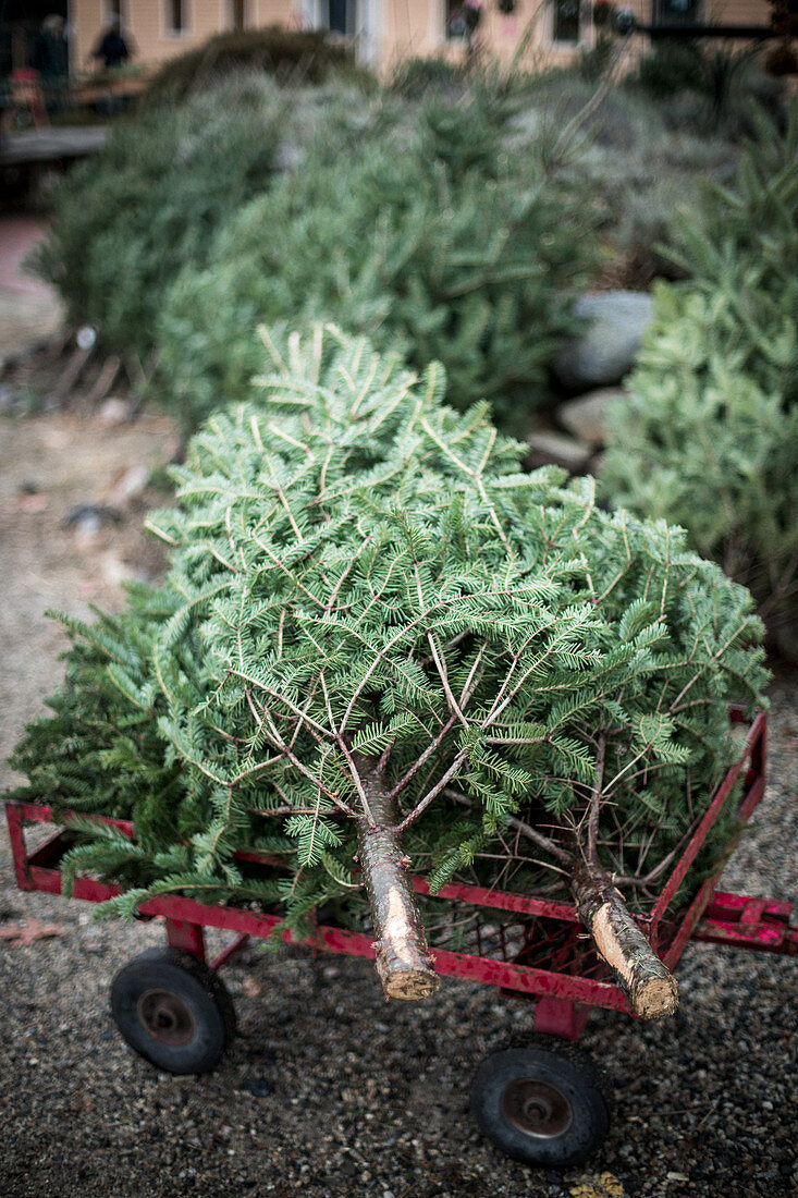 Felled Christmas tree on handcart