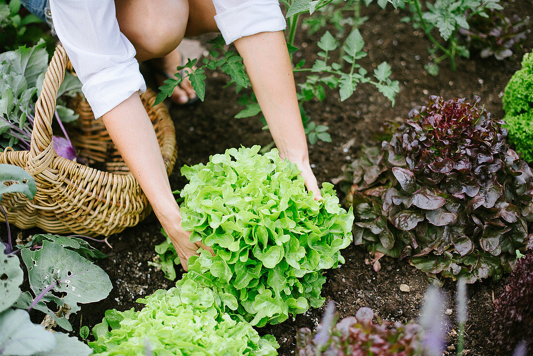 Woman picking lettuce in garden