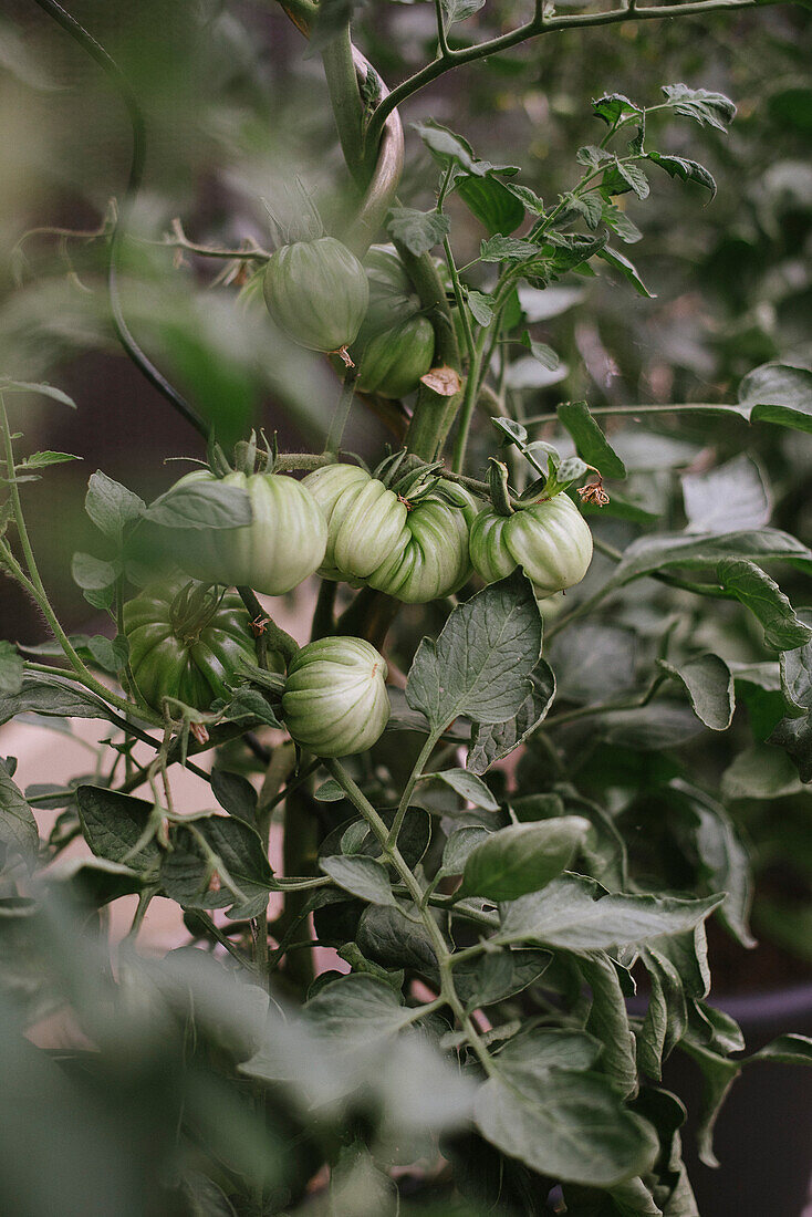 Green tomatoes on the plant