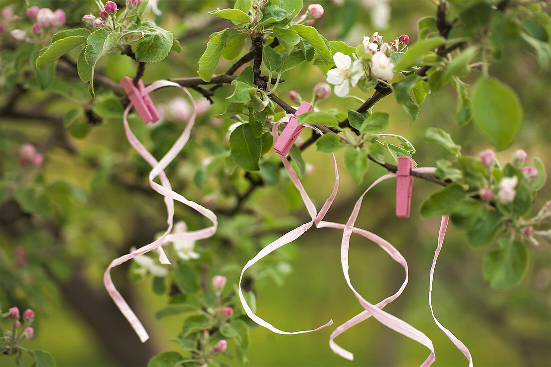 Blühender Kirschbaum mit rosa Wäscheklammern und Bändern