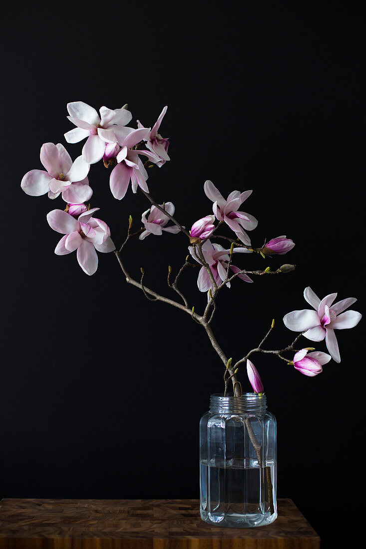 Sprig of flowering magnolia in jar of water