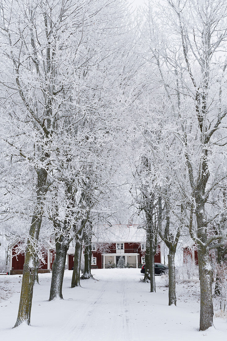 Allee mit verschneiten Bäumen zu einem roten Schwedenhaus