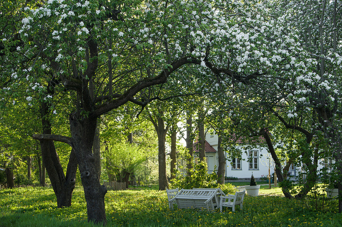 Blühende Obstbäume im Garten, im … Bild kaufen