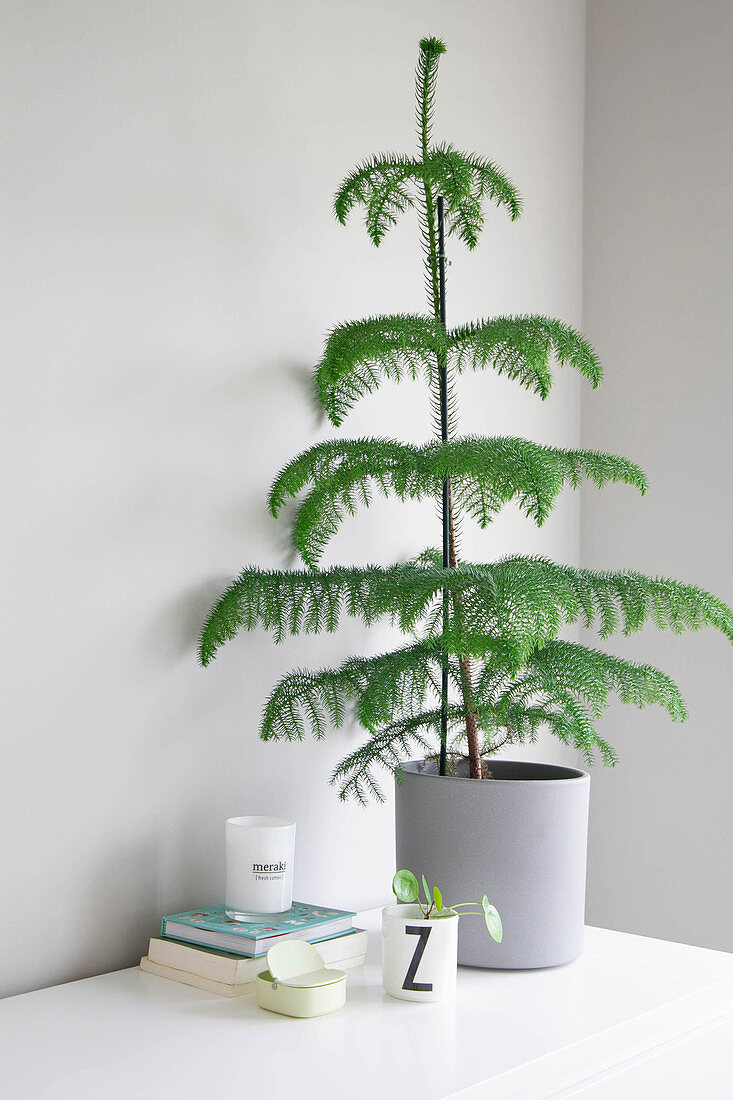Potted Norfolk Island pine against grey wall