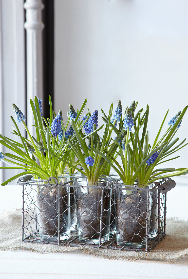 Grape hyacinths planted in glass vases in wire basket