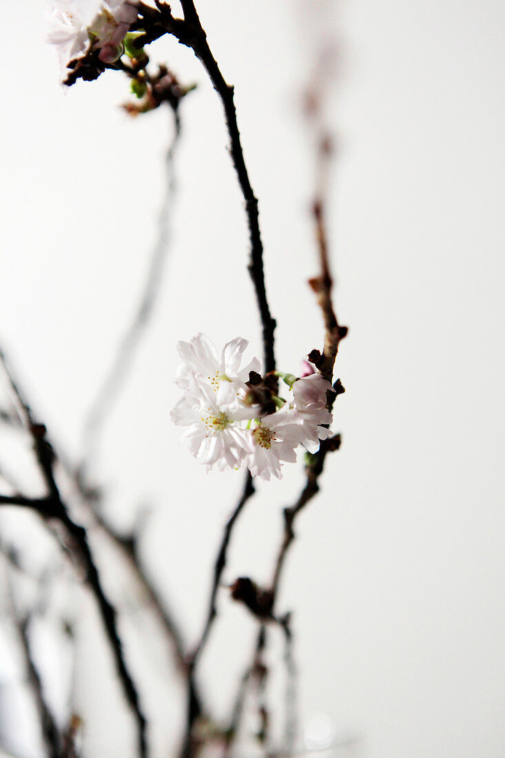 Zweig der Schneekirsche mit weißen Blüten