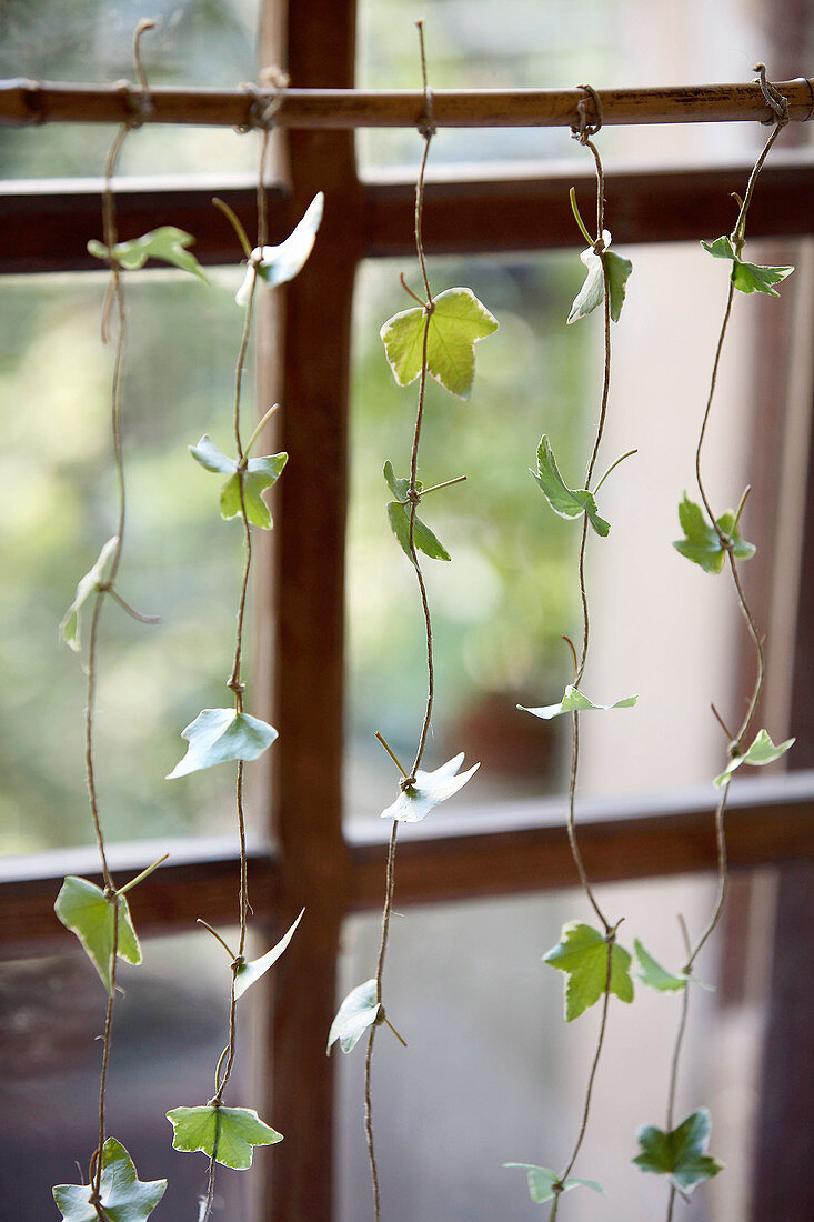 Garland of ivy leaves decorating window