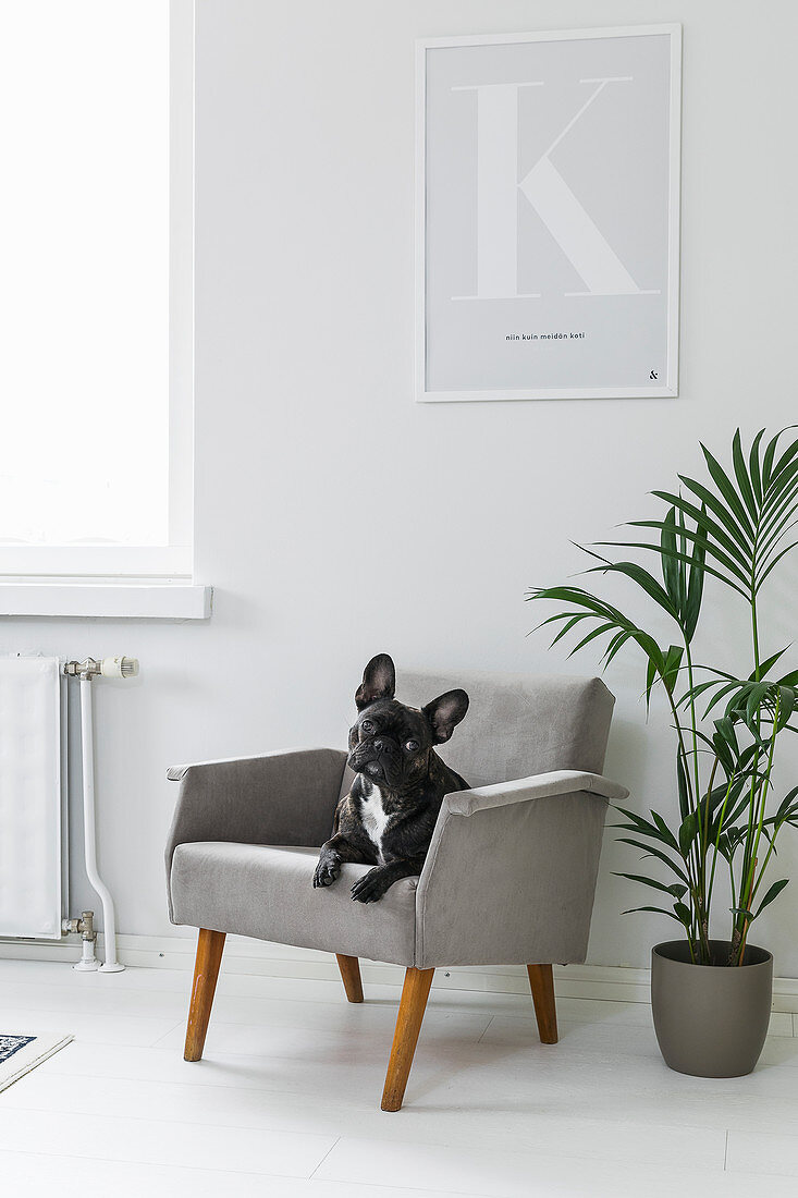 Graues Polstersessel mit Hund neben Zimmerpflanze