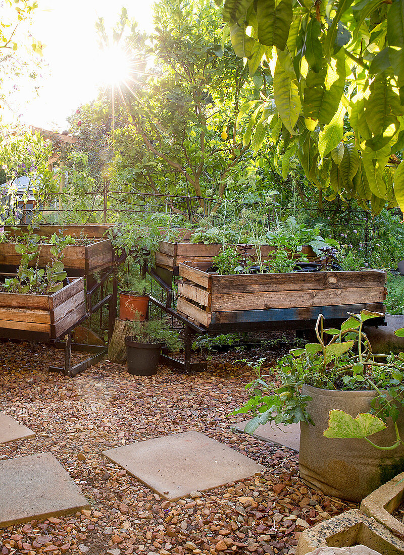 Raised beds made from wooden crates