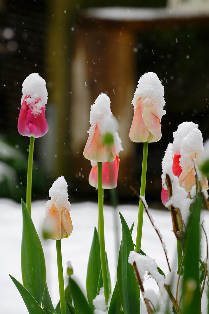 Tulpen im Schnee